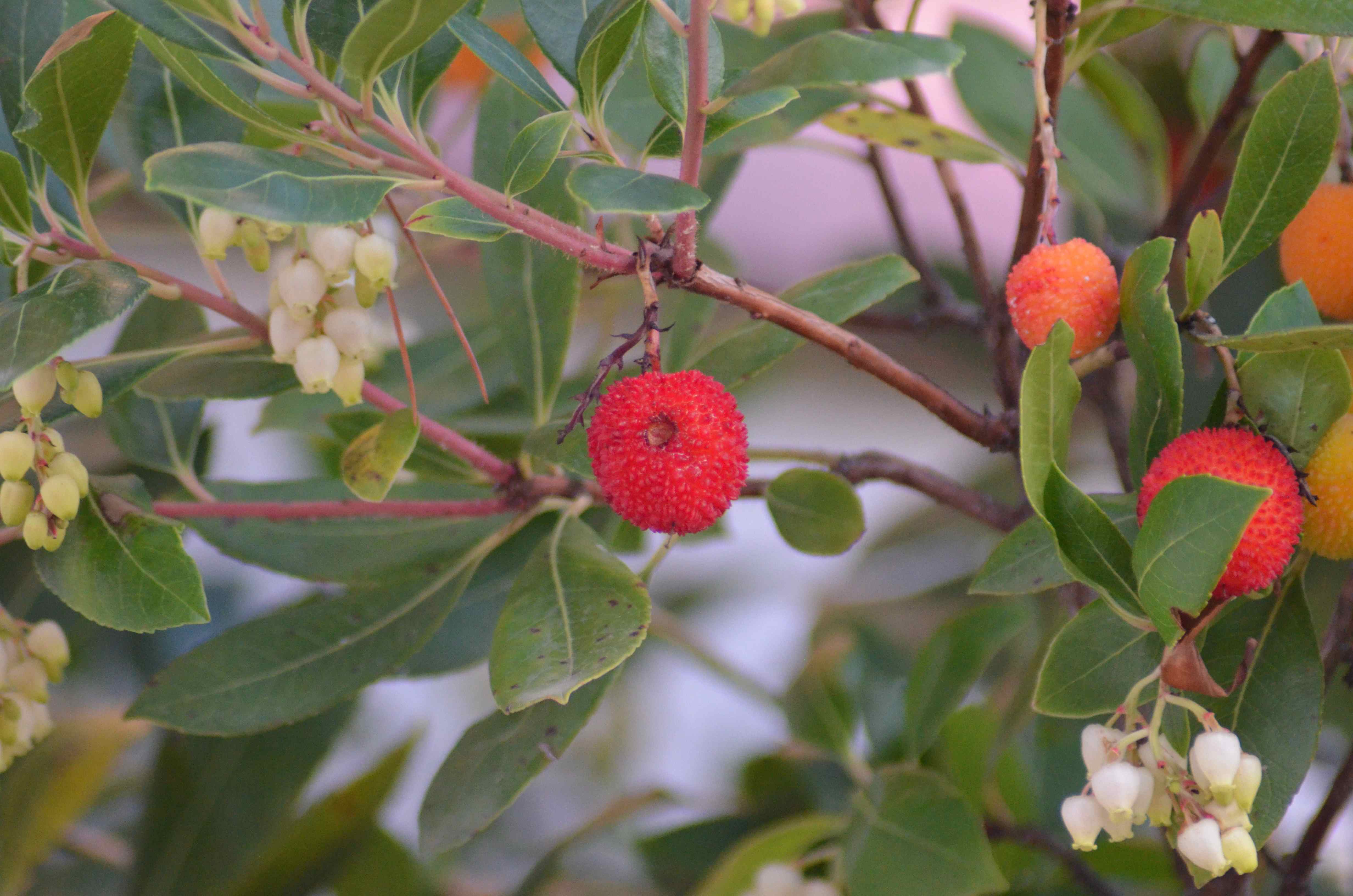 No s'ha trobat l'arxiu